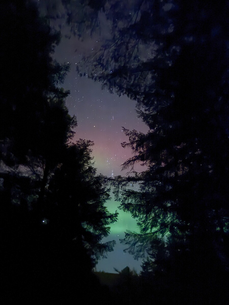 Aurora through trees