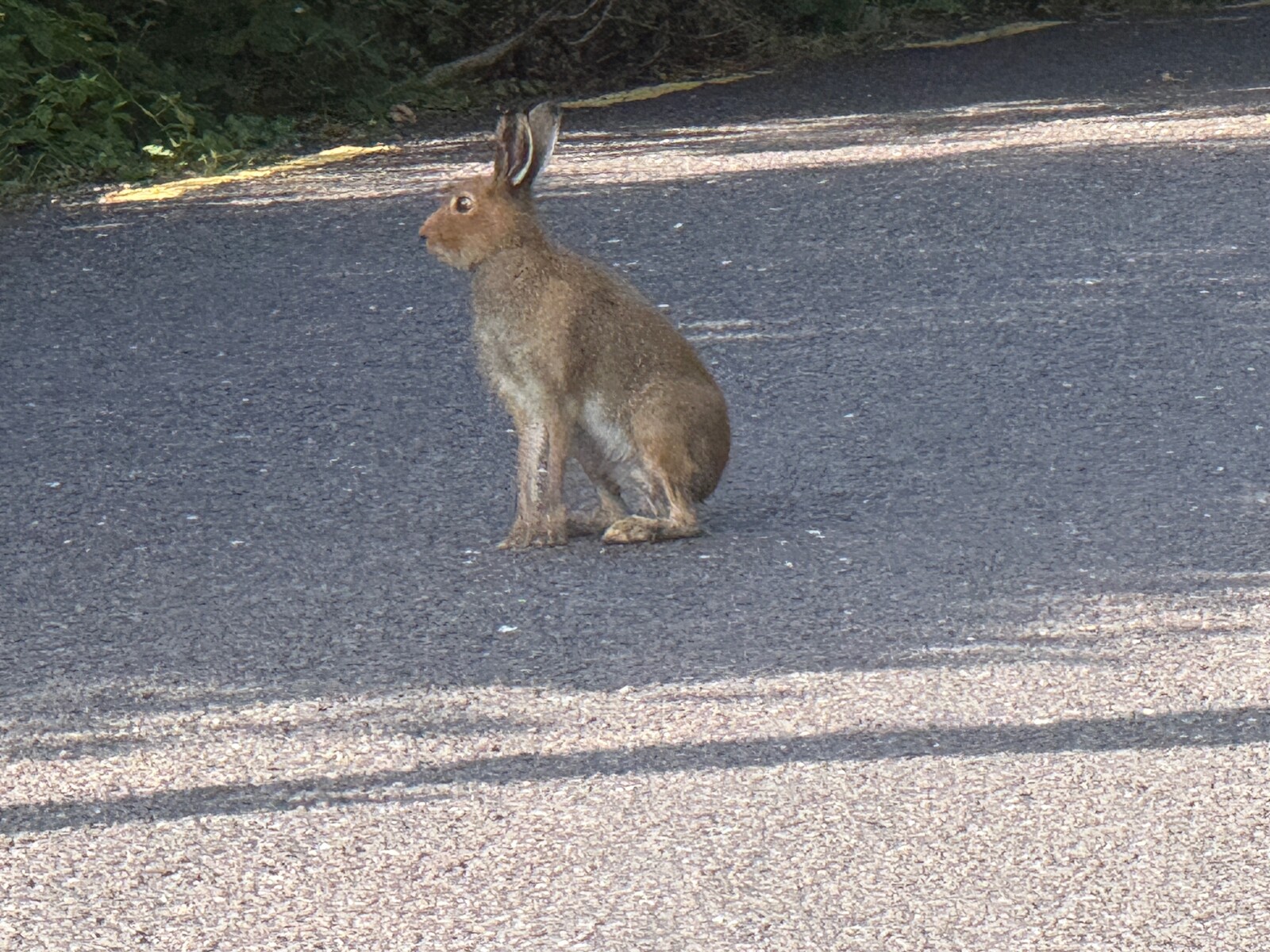 Rabbit