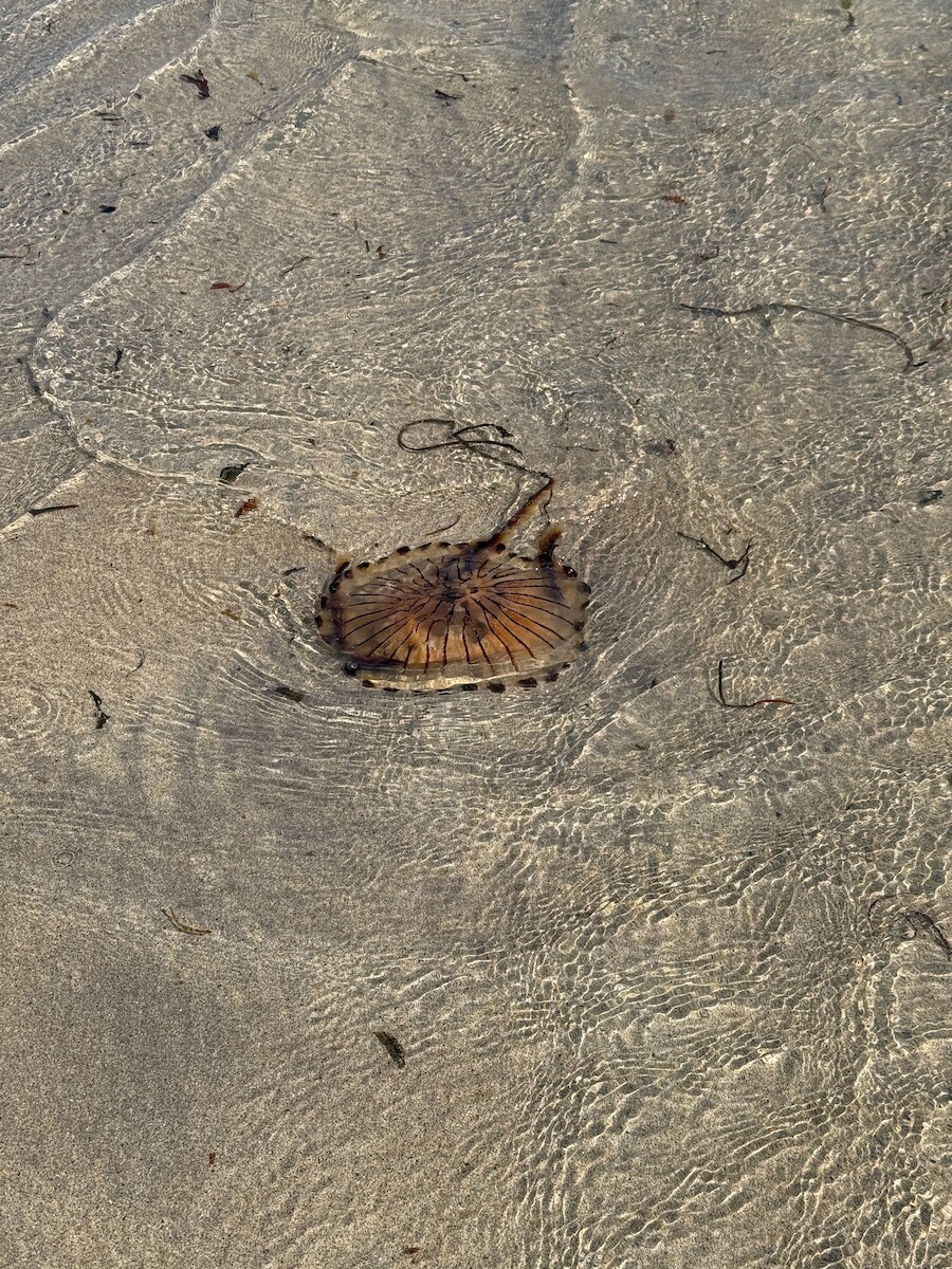Jellyfish