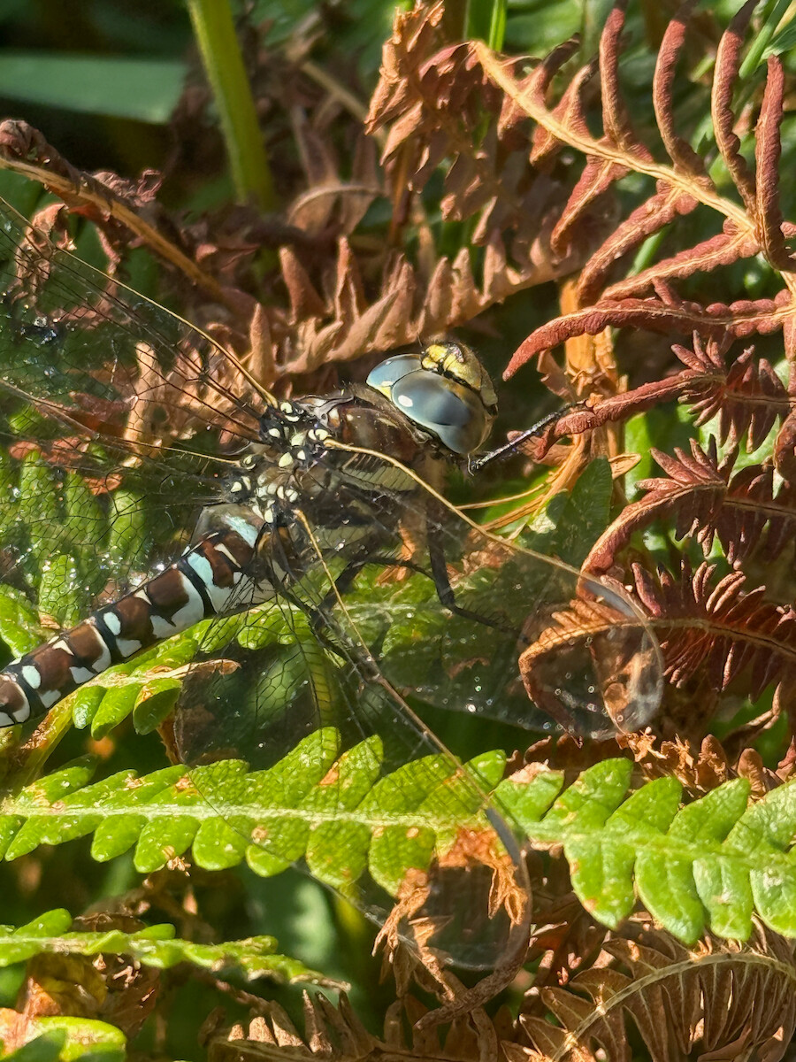 dragonfly near Torc Waterfall