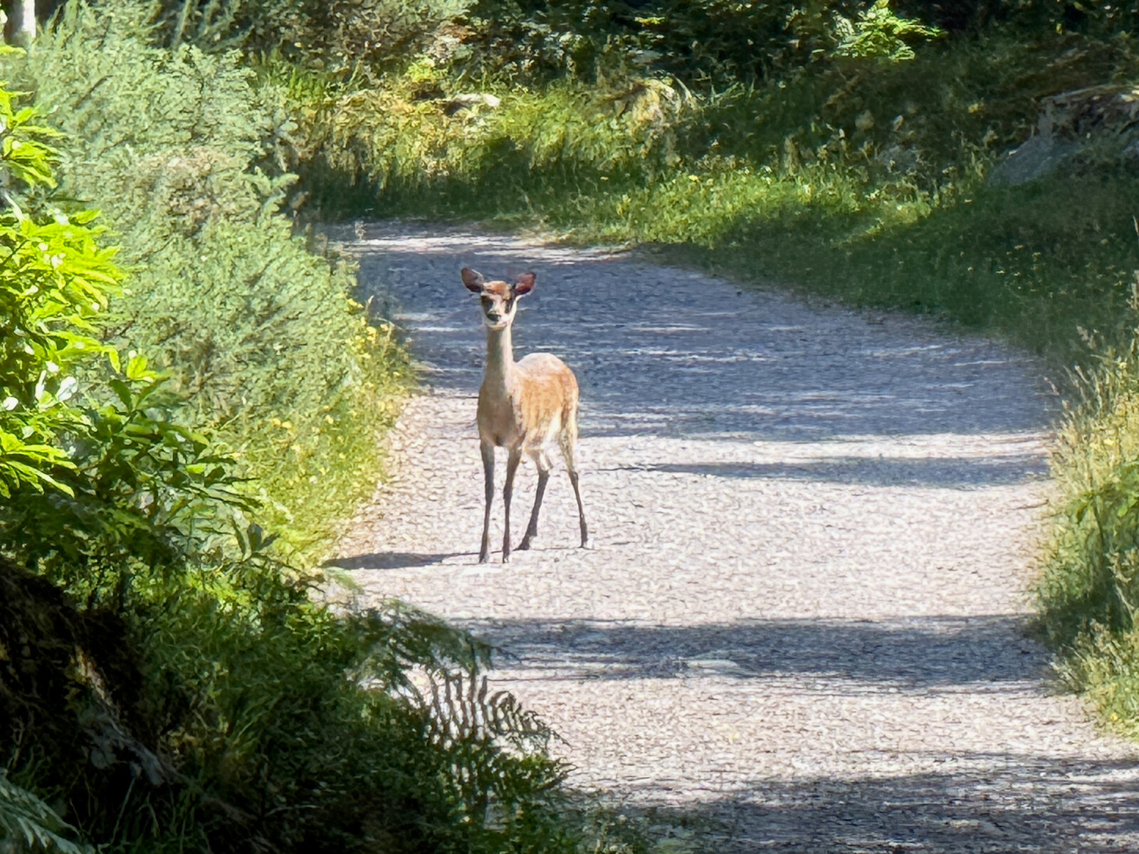 Deer near Torc Waterfall