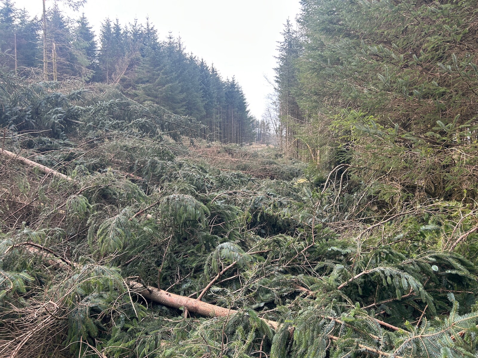 trees down